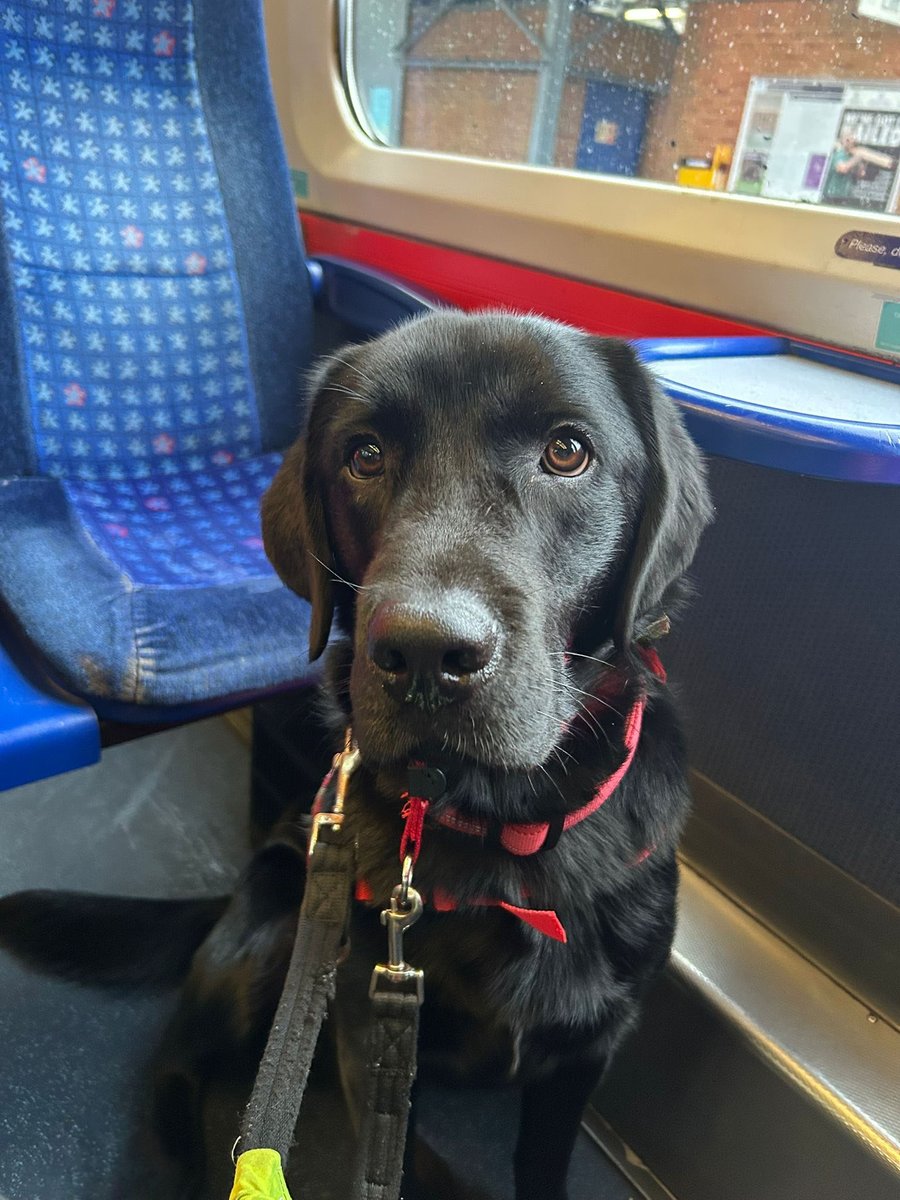Impy had a great public access session on a train this month and was cool, calm and collected. If his client needs to travel by rail he'll have had plenty of practise opening up even more options for advetnures together.

His locomotivation? Treats and praise.

Sorry🚉