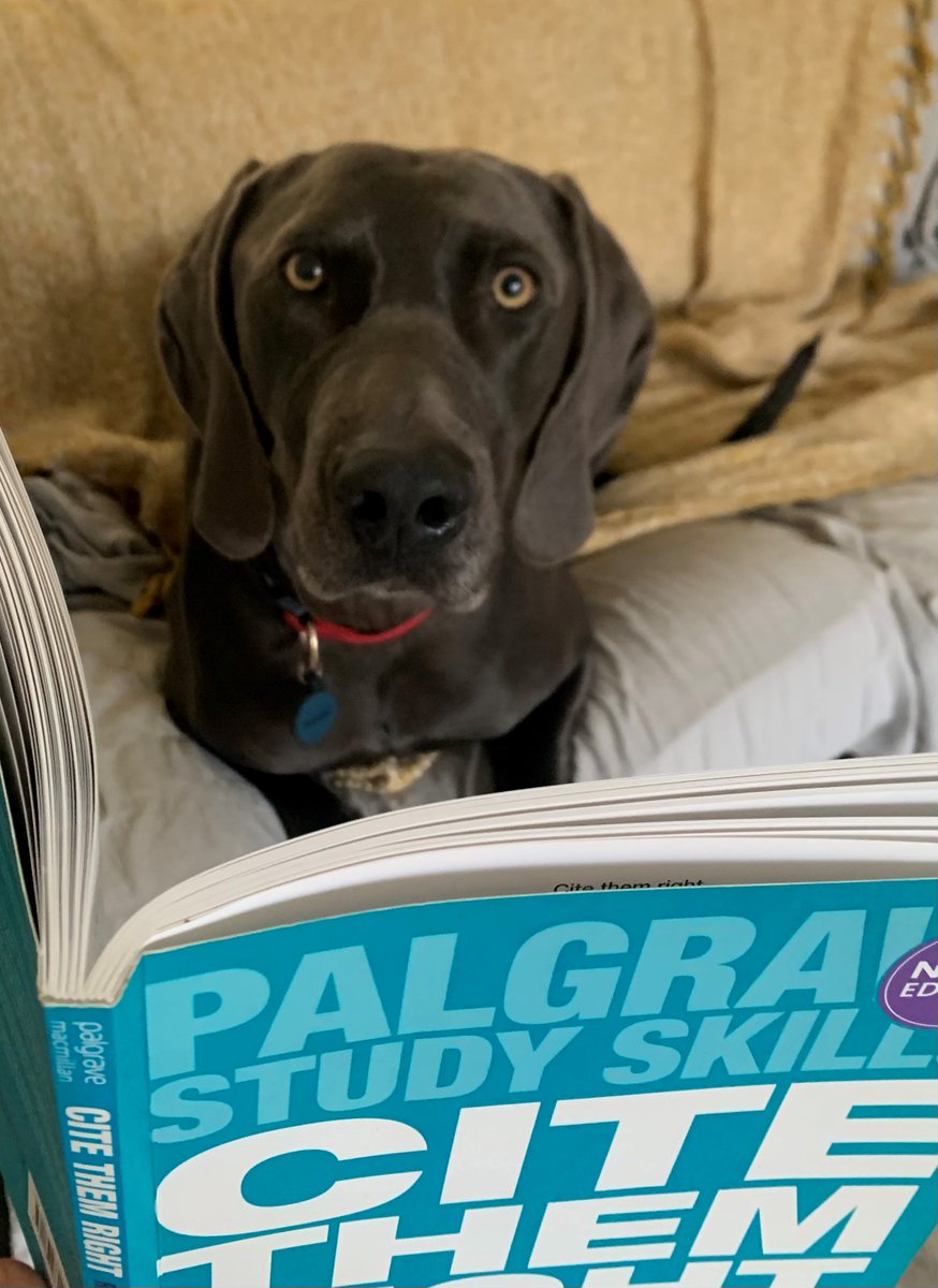 The fab team @StudentHubLive are looking for students to be guests on their podcast- if you've got a story to tell then email them studenthub@open.ac.uk  (and if they want someone to talk about dogs and studying we're here-just look at how Trefor is spending his afternoon!!)