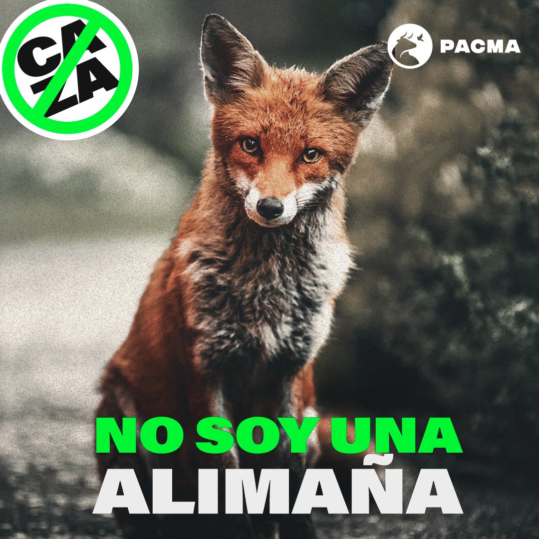 🦊 Hoy es el Día Mundial del Zorro.

❌Miles de zorros son perseguidos y aniquilados cada año por la caza. ¡No podemos permitirlo!

✋Di NO a la caza. SÍ a la protección del zorro.

#DíaMundialDelZorro #StopCaza #RespetoAnimal #MovimientoVerde