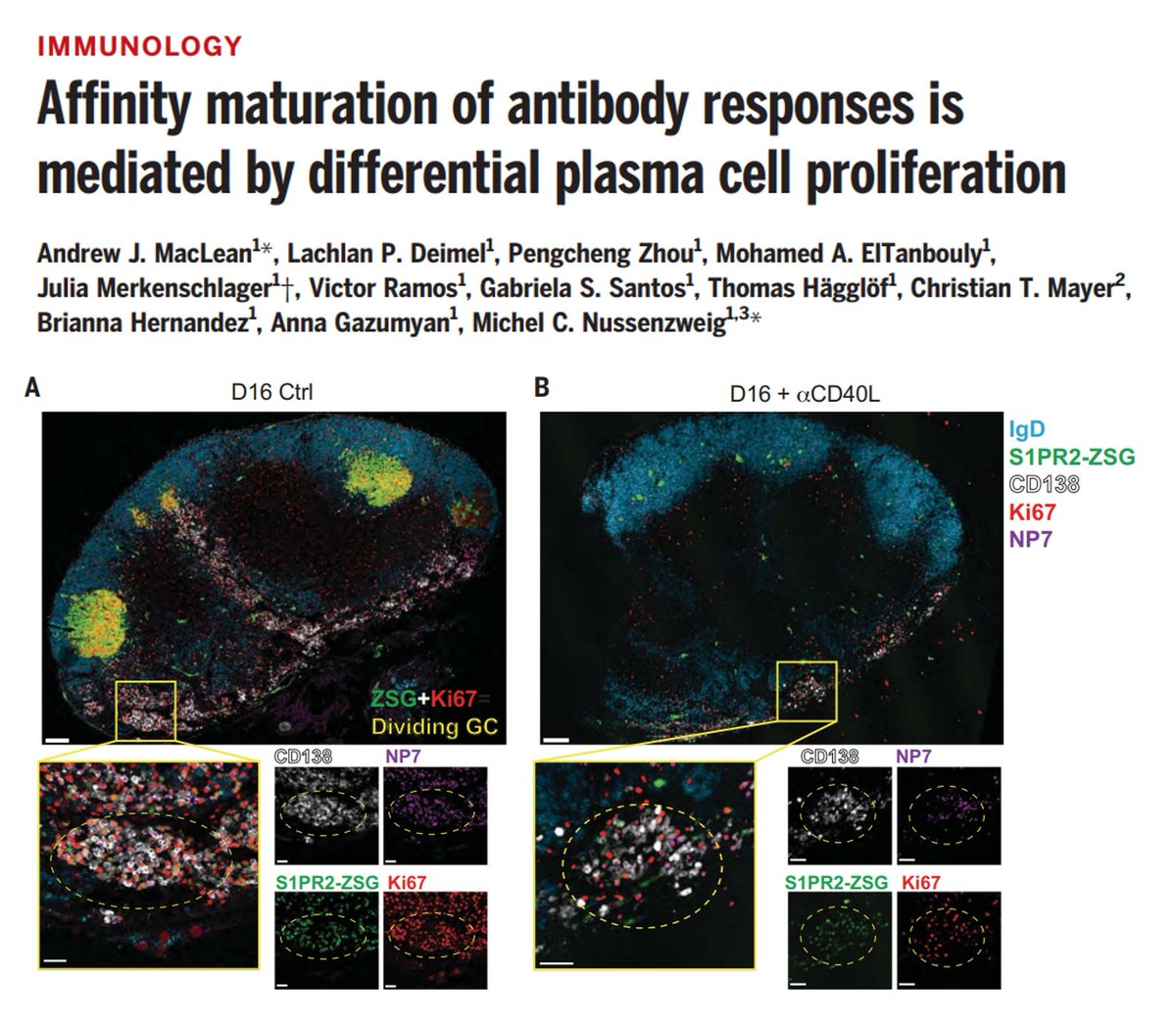 Sarah Ross (@sarah_h_ross) on Twitter photo ICYMI by First Release - now officially in print <a href="/ScienceMagazine/">Science Magazine</a>:
Plasma cells producing high-affinity antibodies dominate the plasma cell population through increased proliferation.
buff.ly/3BzpLmL
By Andrew MacLean, Michel Nussenzweig et al.
#Immunology ICYMI by First Release - now officially in print <a href="/ScienceMagazine/">Science Magazine</a>:
Plasma cells producing high-affinity antibodies dominate the plasma cell population through increased proliferation.
buff.ly/3BzpLmL
By Andrew MacLean, Michel Nussenzweig et al.
#Immunology