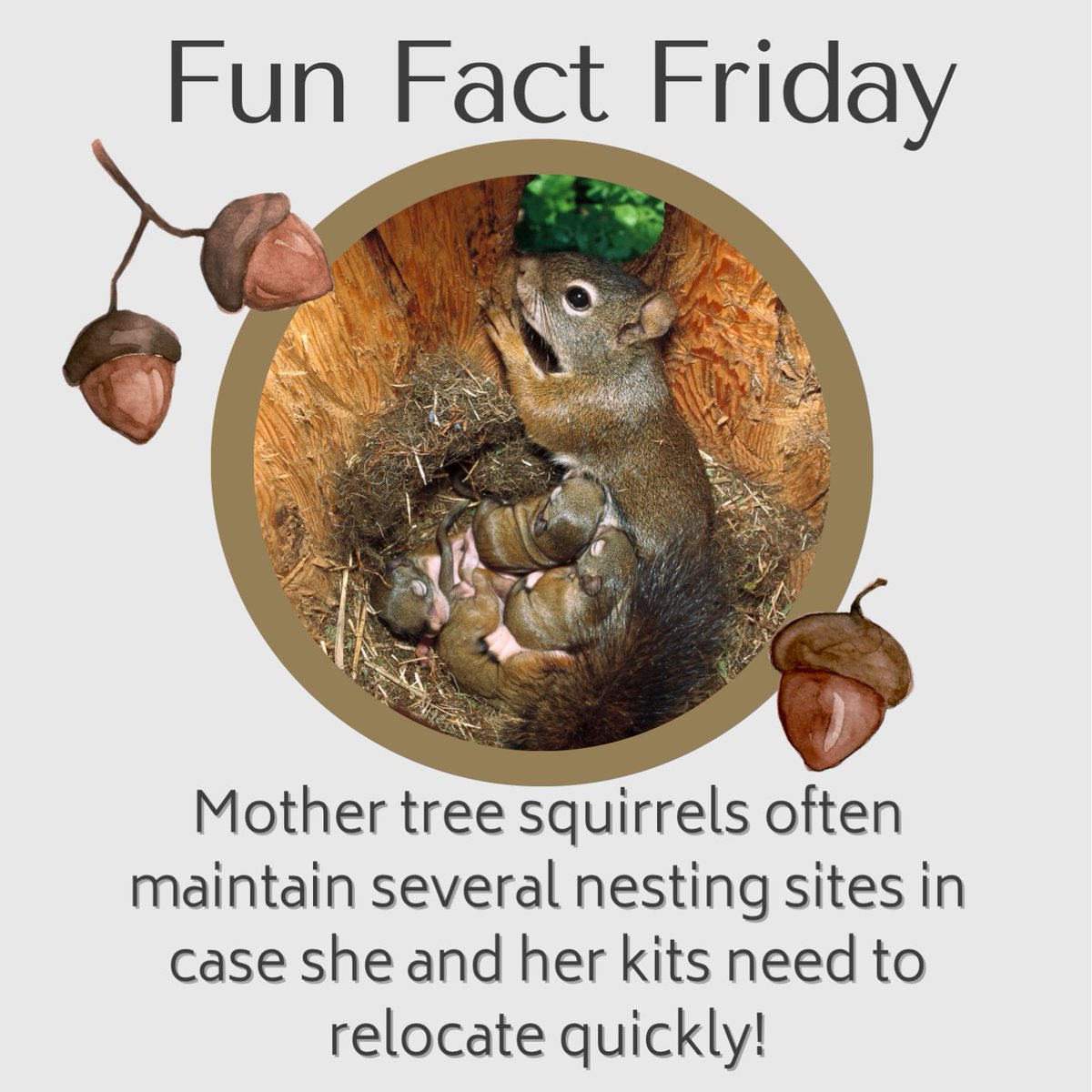 We never know when disaster may strike. 
Mother tree squirrels stay prepared by maintaining 
several nests, or “dreys,” in case of emergency. This 
can include threats by fire, predators, parasites, or can
simply be built due to access to food. In doing so, she
is able to