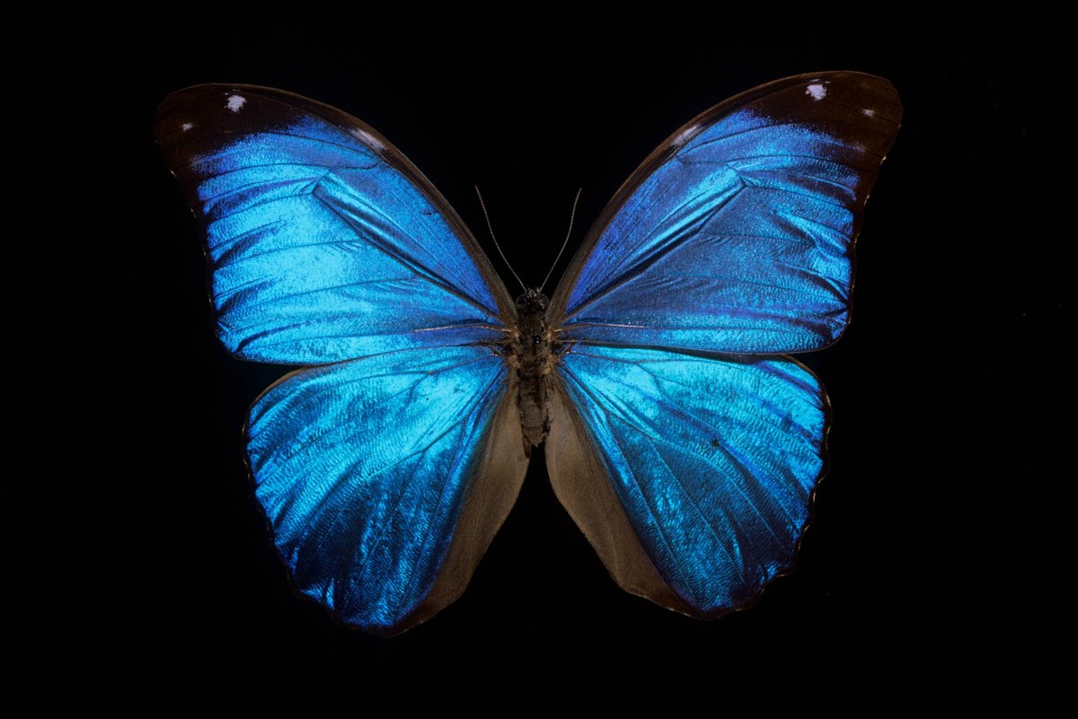 Le Muséum est sur Bluesky ! 🦋

Rejoignez-nous pour en apprendre plus sur la Terre et le vivant, l'actualité de la recherche au Muséum, les coulisses de nos collections, et plus encore… 👉 bsky.app/profile/mnhn.fr

Suivez-nous aussi sur Instagram, YouTube, LinkedIn et Facebook !