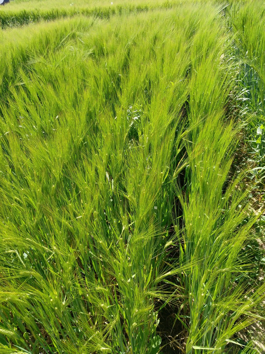 🍺Investiguem per adaptar l'ordi cerveser als cops de calor i els brots precollita

Amb les empreses La Moràvia (grup Damm), Semillas Batlle, Cupasa i el suport d'<a href="/agriculturacat/">Agricultura</a>  
🤝
Aquests episodis són cada vegada més freqüents pel #canviclimàtic

agrotecnio.org/ca/2025/01/24/…