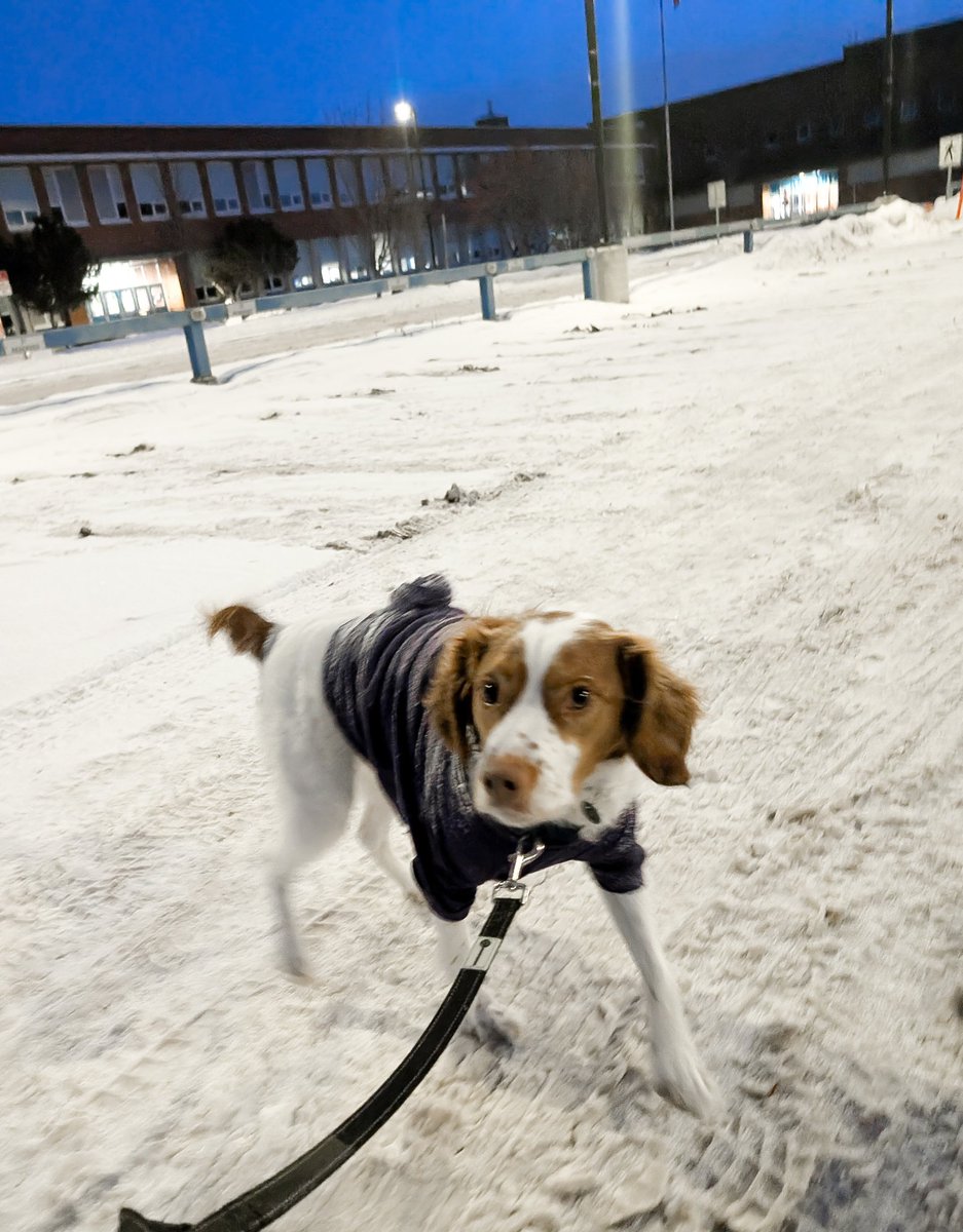 The goodest boys support workers :) 

This morning's walkies included a special Fre-delivery from your favourite Brit Brat who wanted give some solidarity and love to the fine folks from CUPE as they return to the bargaining to (to hopefully get a fair deal!)