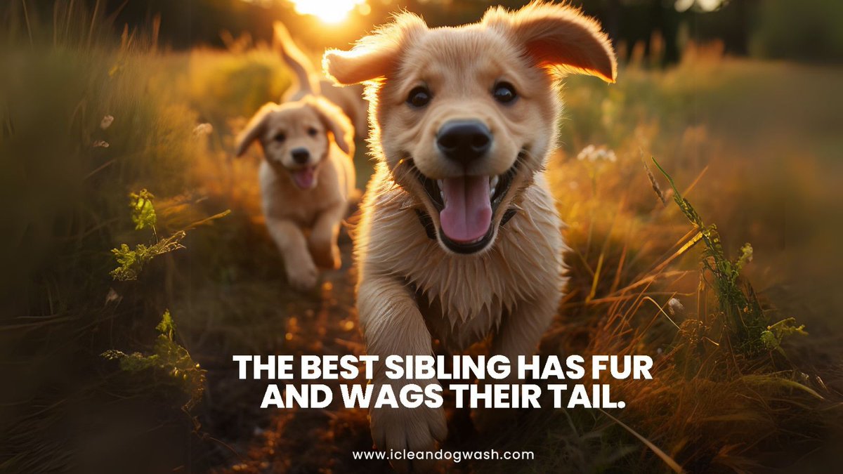 iClean_Dog_Wash's tweet photo. The best siblings don’t borrow your clothes—they wag their tails! 🐕

💬 What’s one thing your pup does that makes them the best sibling ever? Share it below!

#iclean_dog_wash #dogwash #revenue #manufacturer #profitablebusiness #businessownersdream #dogwashmachine #dogmoments https://t.co/Tg1JmlhW4o