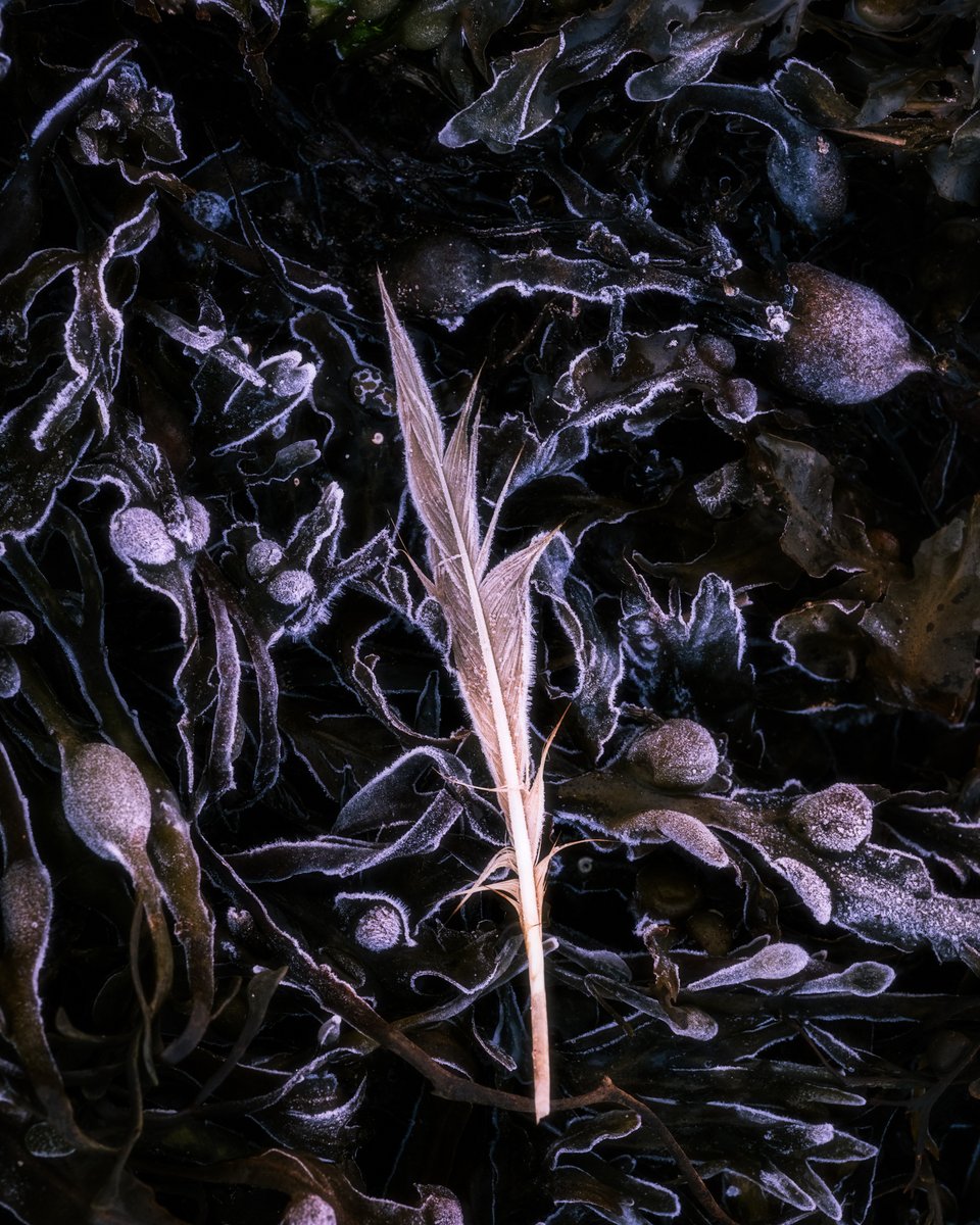 mark littlejohn tweet media