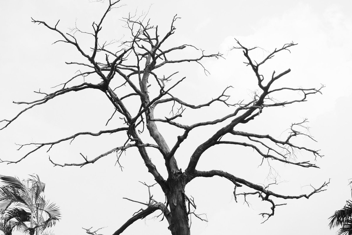 sankofa films tweet media