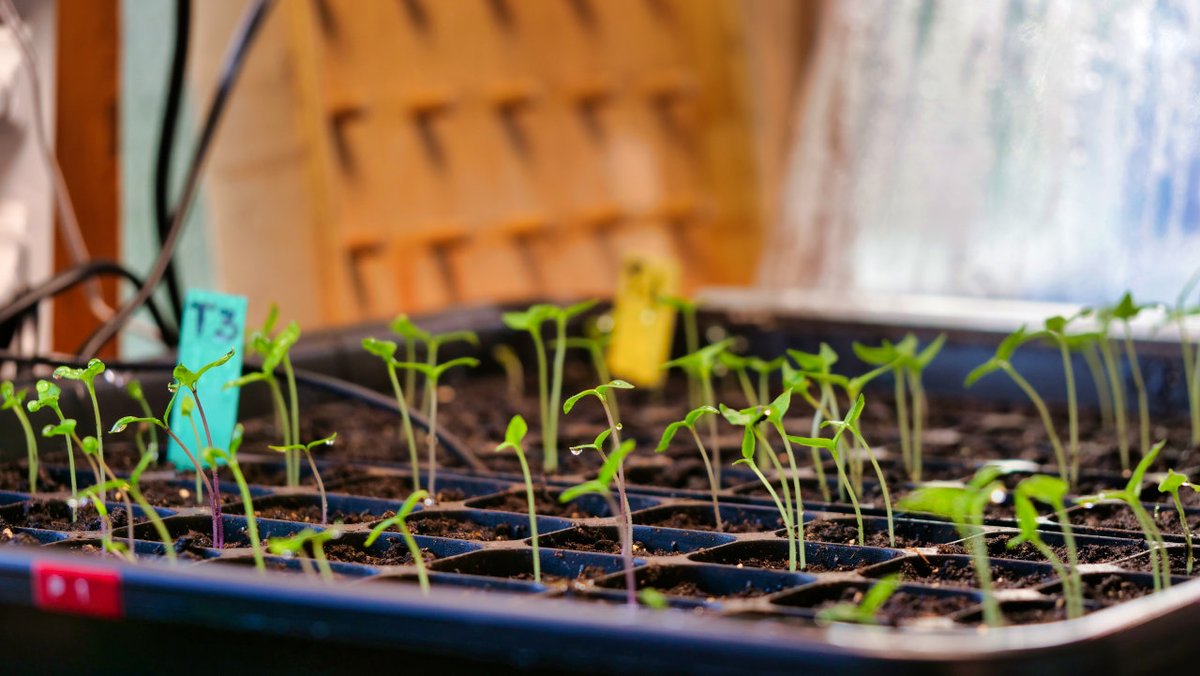Chilli growing is part science, part passion. Whether you’re a seasoned grower or just starting out, I’d love to hear your germination tips! 🌶️