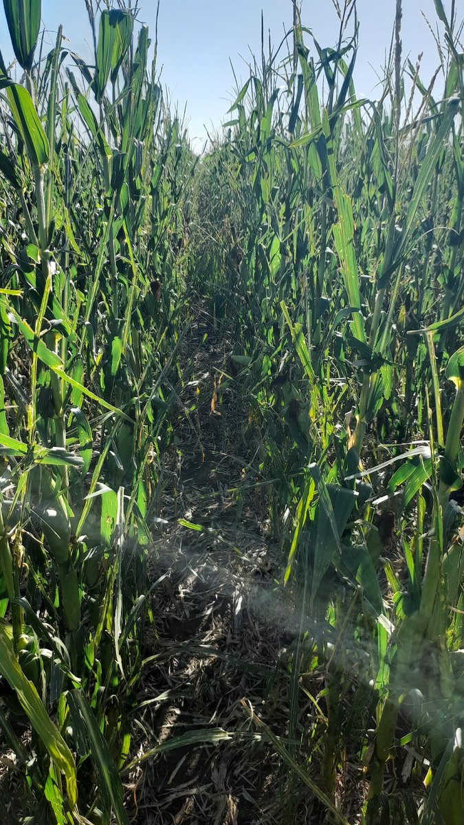 Mariano Martinez tweet media