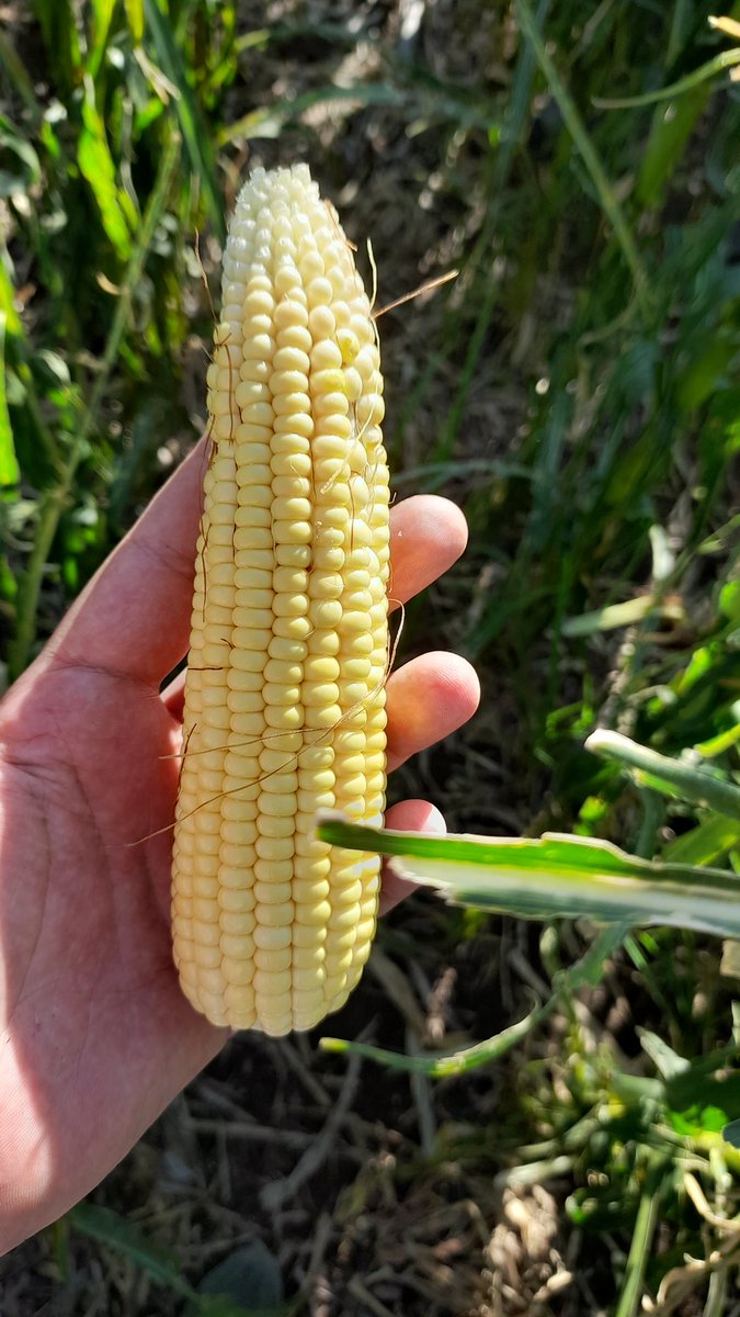 Mariano Martinez tweet media