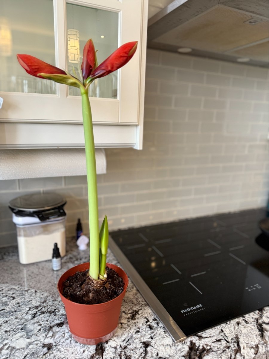 Our friend Joe does not have one plant in his house and has no idea what the bulb is that we gave him for Christmas.  But he is thrilled and had his 5 year old daughter help him plant this amaryllis. Who knows, maybe one bulb will start Joe on a lifelong journey into gardening 😊