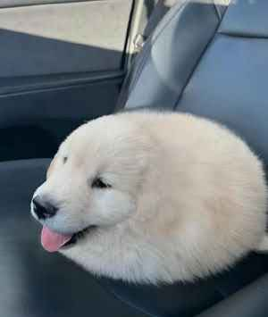 FramDylan's tweet image. My memecoin trading skills summed up in a picture