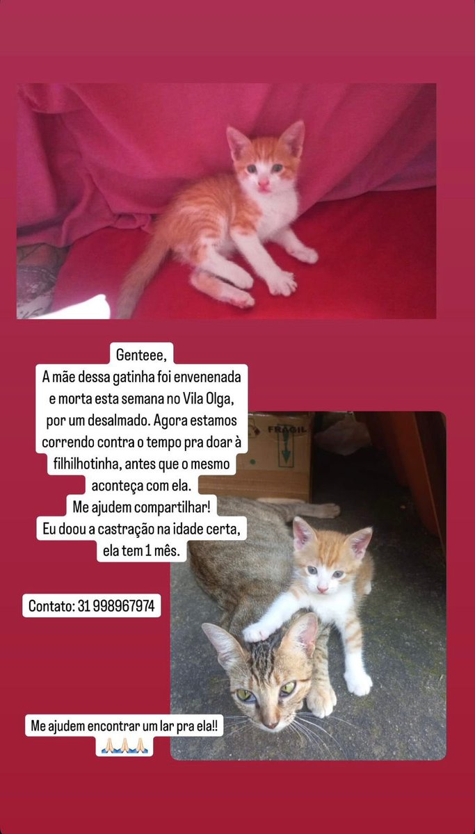 Opa Bichos tweet media