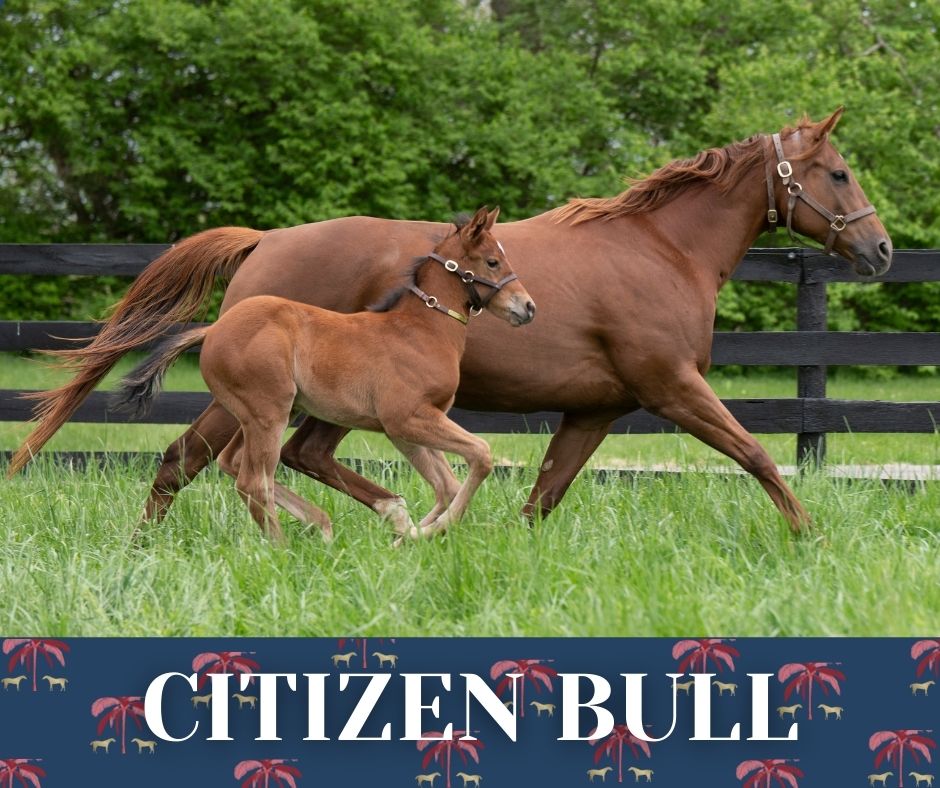 What an honor for #TMGRAD CITIZEN BULL, who earned the 2024 Champion 2YO Male Eclipse Award! Huge congrats to all the connections, including longtime customers Robert &amp; Lawana Low. We’re excited to see what he’ll achieve in his 3YO season! <a href="/TomRyanKY/">Tom Ryan</a> <a href="/DonatoLanni/">Donato Lanni</a> <a href="/Westbloodstock/">Jacob West</a>