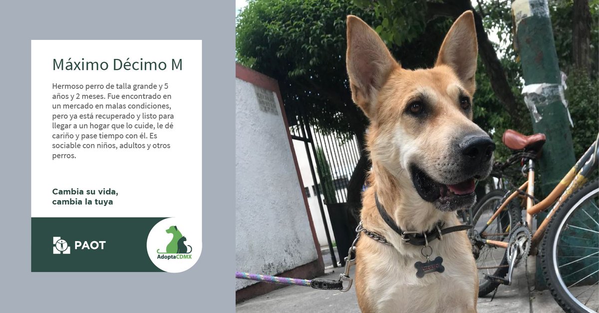 PAOTmx's tweet photo. Tengo un nombre larguísimo📏 pero tu puedes llamarme Max.😇
Tengo 5 años y soy de talla grande🦒, amo jugar con todos, soy muy social💛
Me encantaría tener una familia👨‍👧‍👧que juegue mucho a la pelota.🥎
Datos de contacto👇
📩ponunperroentuvida@gmail.com
📞5518443565 https://t.co/MEIjJQ88UY