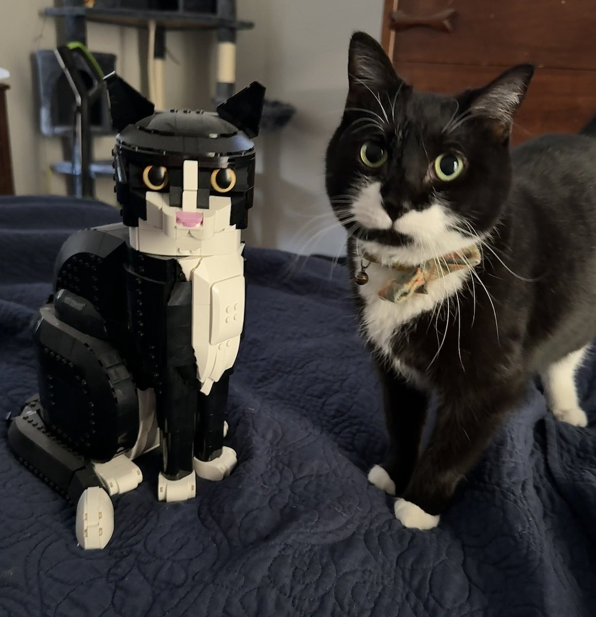 We got the cats before the Lego sets, I promise.