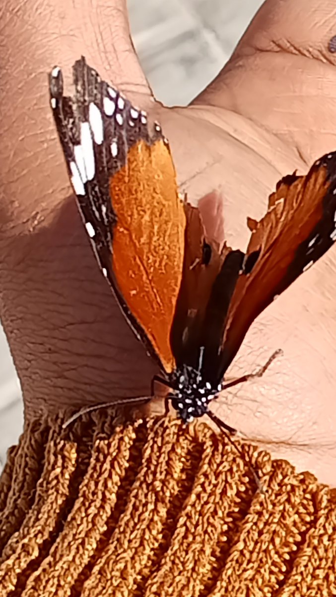 المرأة كالفراشه الجميله تحط  أينما تشعر بالأمان