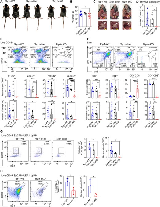 LabWaggoner's tweet photo. Topoisomerase 1 is required for the development and function of thymus
https://t.co/jET5sI7QIR
@J_Immunol https://t.co/rxO0GW0BYg