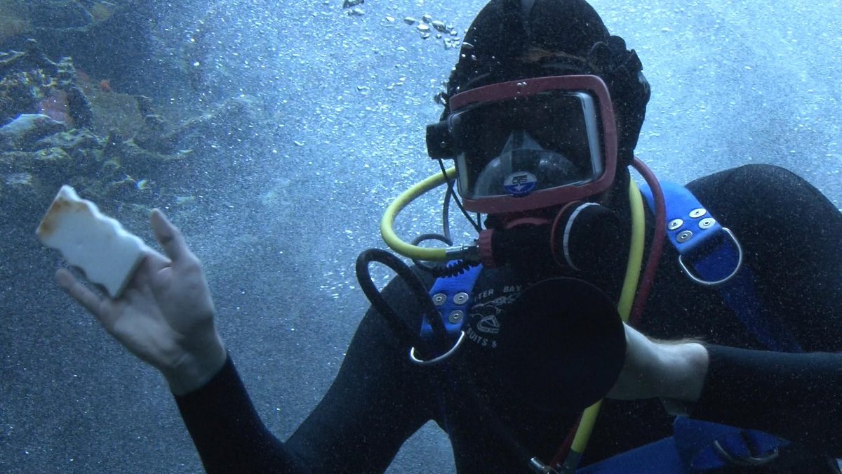 successboundorg's tweet photo. ⭐ Weekly Career Highlight⭐ Meet Matt Wandell, marine biologist at Steinhart Aquarium! 
He calls it his dream job, and we can see why! https://t.co/ik19nkKhGo 
🌎💙 #MarineBiology https://t.co/adAZG5yQC8