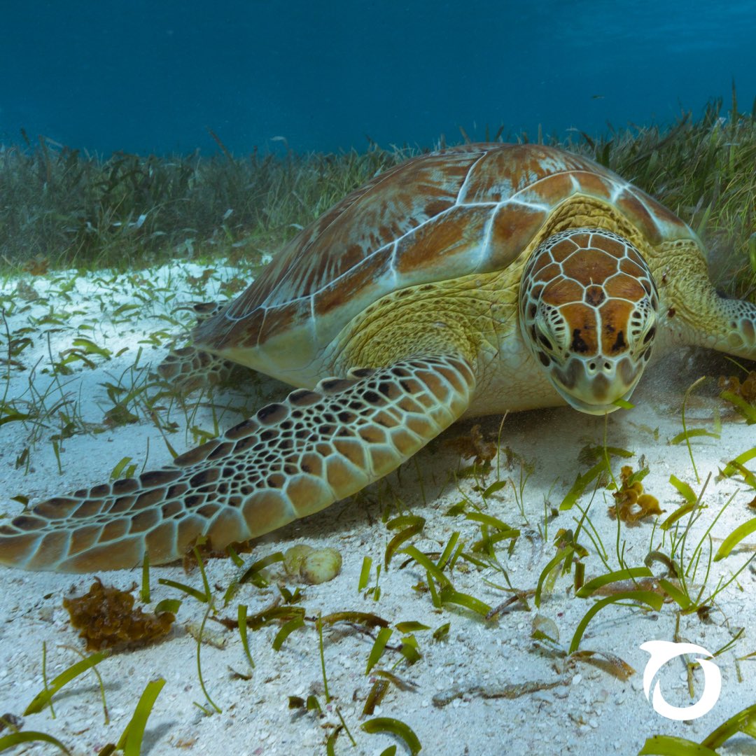 OceanaBelize's tweet photo. Our oceans are home to countless incredible marine creatures. 🦈🐢🐠🐋 What’s your favorite marine animal? Comment below!👇
Check out our Marine Life Encyclopedia to learn about marine animals around the world. 🔗 in bio!
#toloveandprotectbelize #belize #oceanabelize https://t.co/SE5qDxWdd2