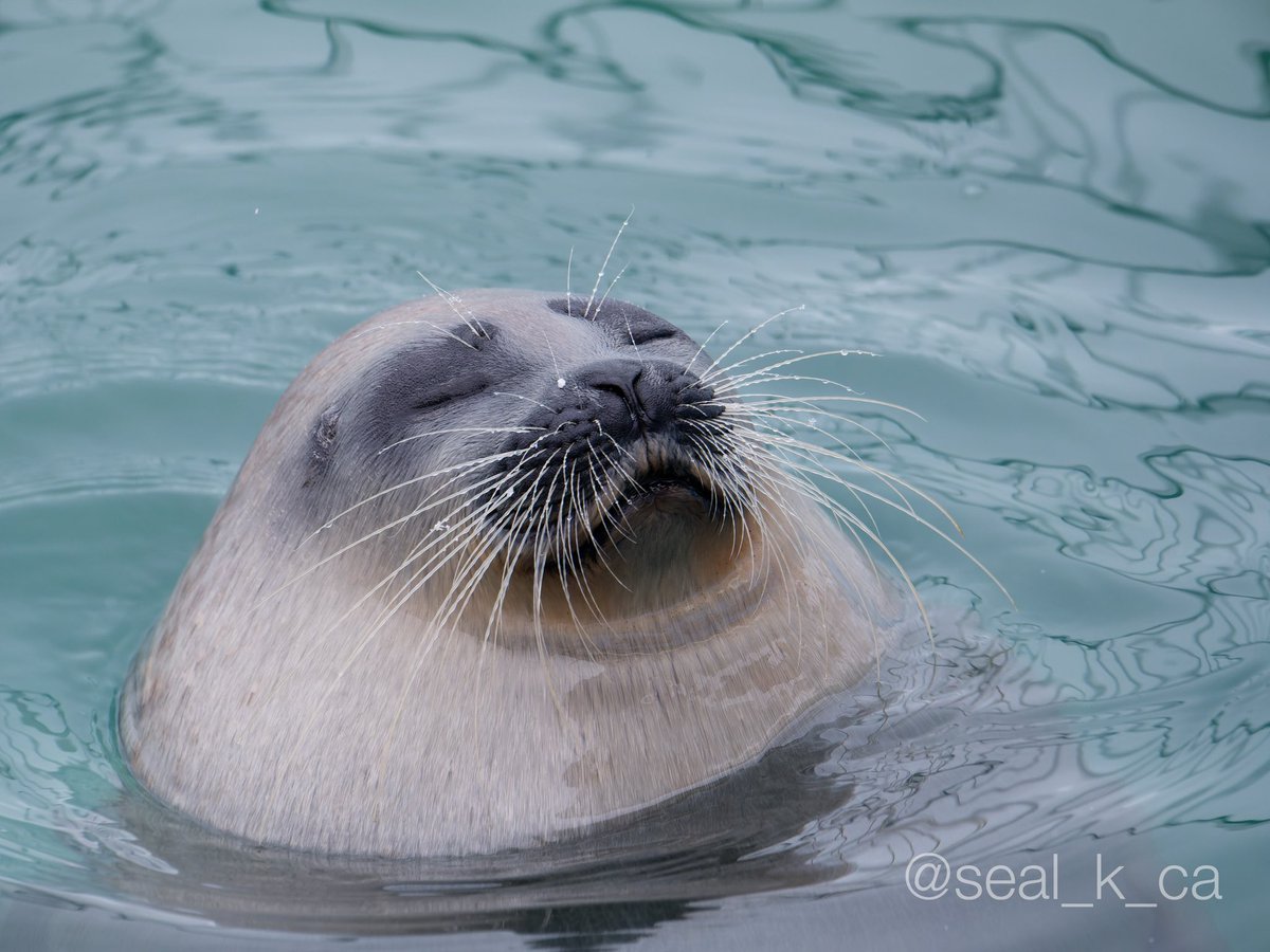 seal_k_ca's tweet image. 💤
#とっかりセンター #アザラシランド #ワモンアザラシ
(📷 2025.01.24)