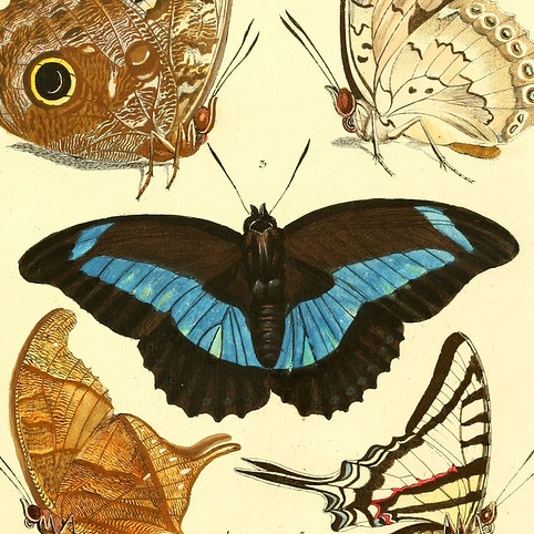 WSLbiodiversity's tweet image. We started our migration two months ago, but it's official now. For all the obvious reasons, we are saying goodbye to X and will no longer be active here. Please find us on Bluesky or sign up for our newsletter.
bsky.app/profile/wslbio…
biodiversitycenter.wsl.ch/en/contact/