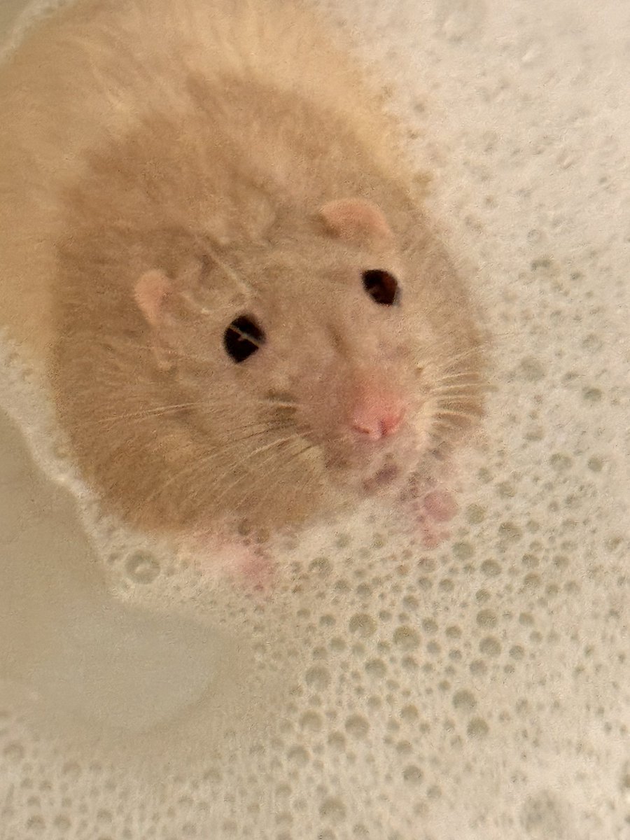 RatsPicnic's tweet photo. Pathetic wet rat https://t.co/ZisHR4Kt7O