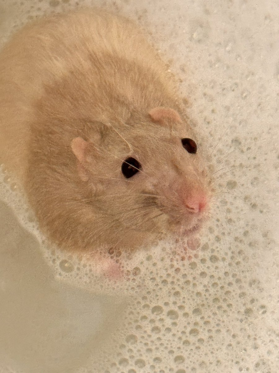 RatsPicnic's tweet photo. Pathetic wet rat https://t.co/ZisHR4Kt7O