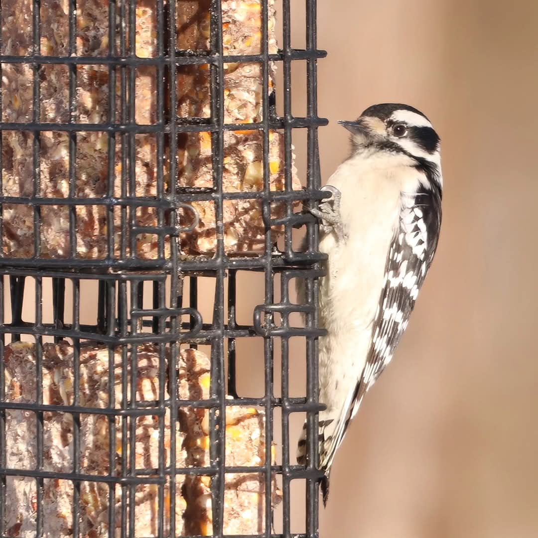 birdhouse_love's tweet photo. A lovely little downy stopped by for some peanut suet...
#downywoodpeckers #downy #downywoodpecker #birdlove #femaledownywoodpecker #woodpeckers #ohiobirds #femaledownywoodpeckers #woodpecker #birdlife #birdingdaily #birdactivities #birdactivity #birdwatchers #birdwatchersdaily https://t.co/i7KoSjBfk7