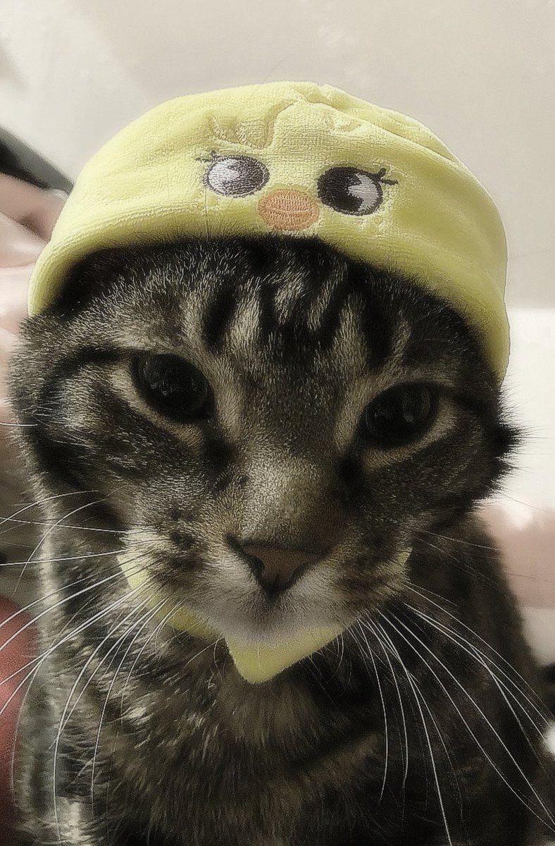 bbokaekki's tweet photo. ᓚ₍⑅^..^₎♡🐥 #lovestay

˙⋆✮ #stayselcaday #ssd #스트레이키즈 #straykids #felix #필릭스 #bbokari ೀ https://t.co/cMoJDKuseD