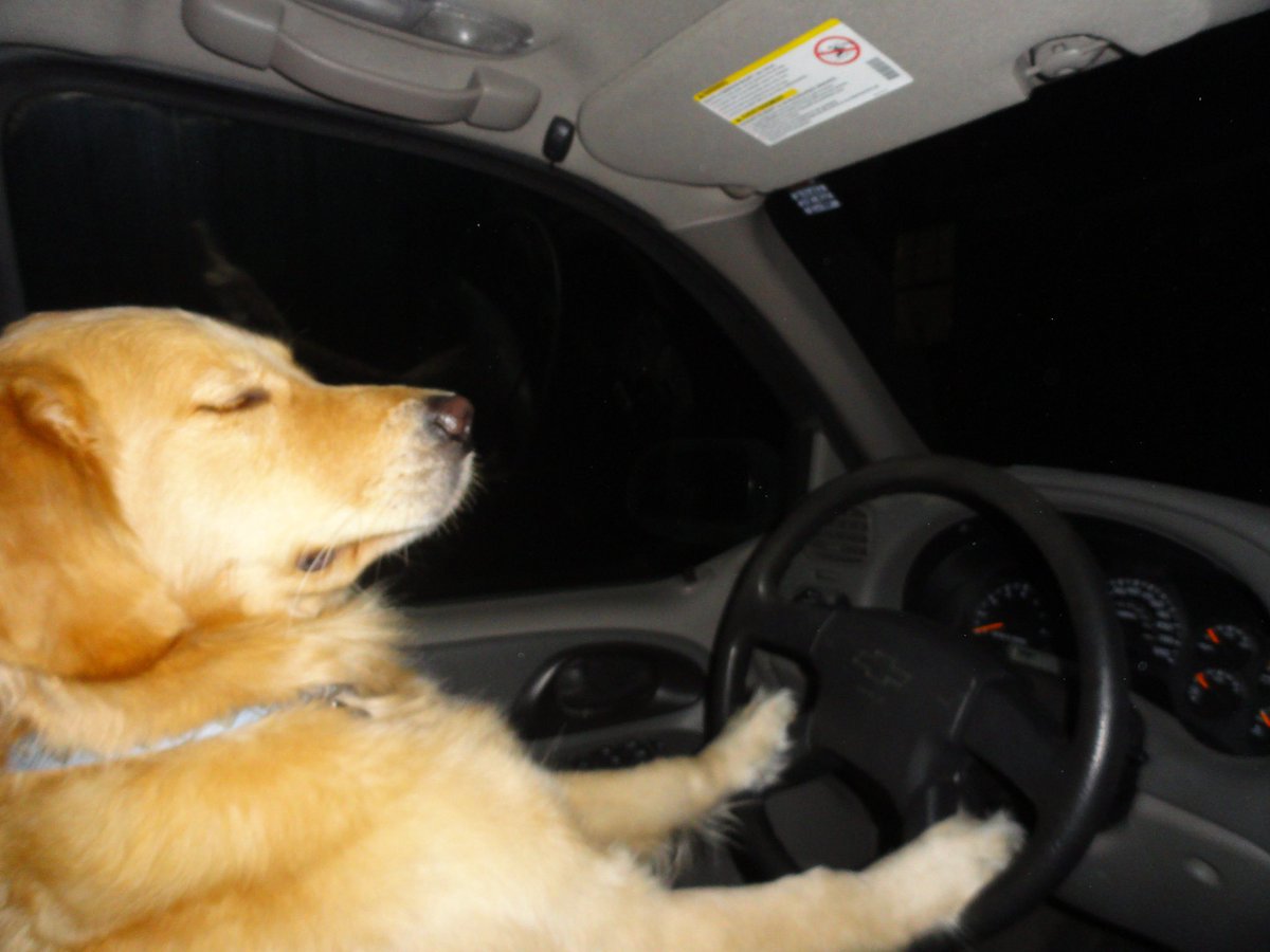 DisoBailey's tweet photo. @NAVFinance_ $Bailey take the wheel. 

Hopefully @DigitsCapital knows more about driving then I do https://t.co/OphfqNXqKq