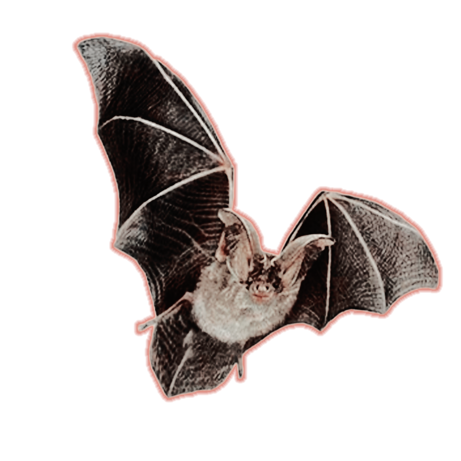 BINBORNE01's tweet photo. What  good  would  a  *  VERMIN  do  but  taint  the  world  with  its  filth﹖  For  its  flesh  and  bones  are  devoured  by  rot  and  its  lips  are  tainted  red. https://t.co/eq43CwijYe
