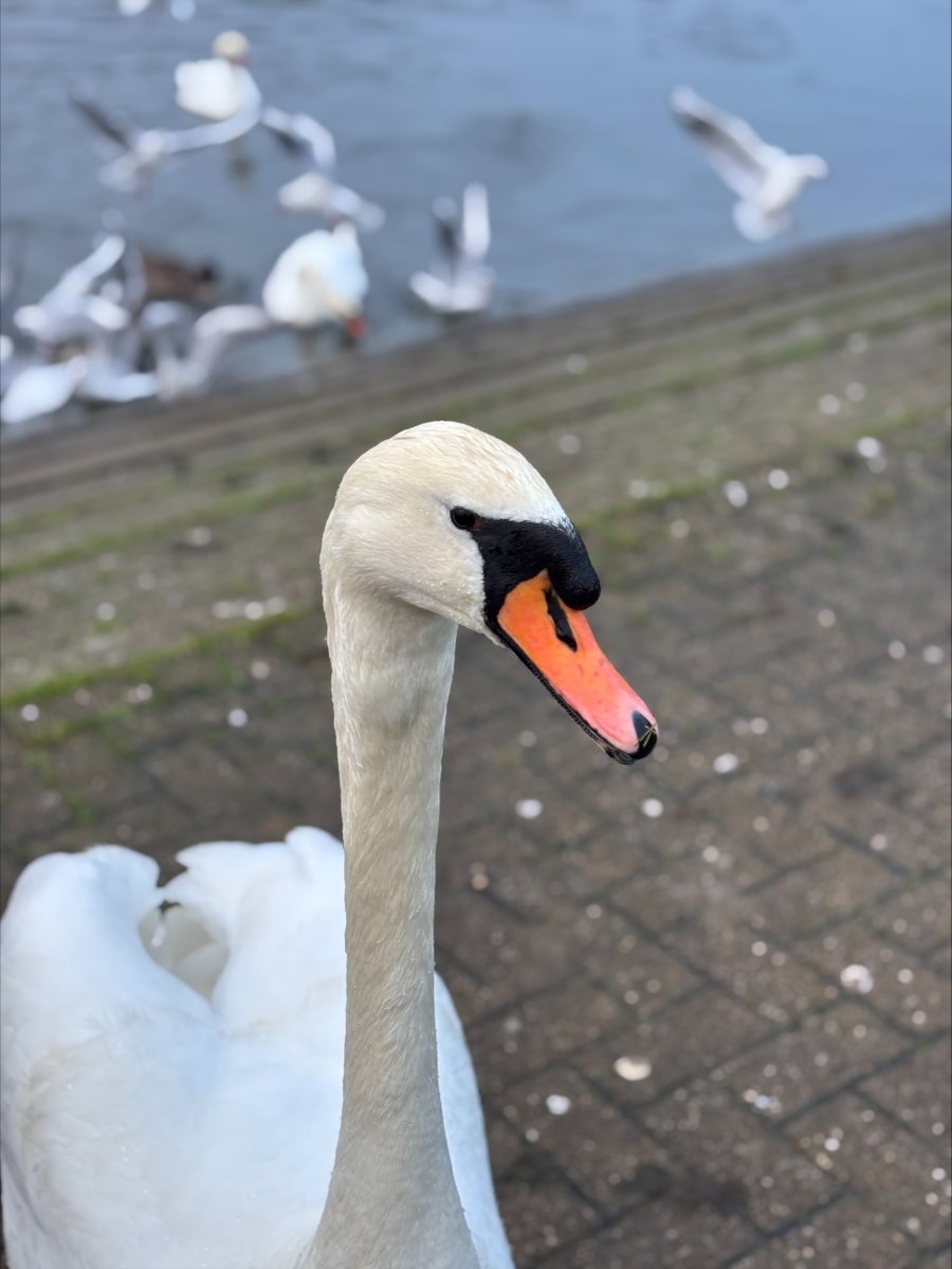 AcademyBarnes's tweet photo. Our Apollo students embarked on a 5km walk to Ferry Meadows on Wednesday, to feed the ducks and swans.🌥️

As well as taking in the scenery and getting lots of fresh air, they learned that if you don’t give swans enough food, they will hiss at you! 🦆🦢 

#Character #TDETAcademies https://t.co/kUU0JfTHKN