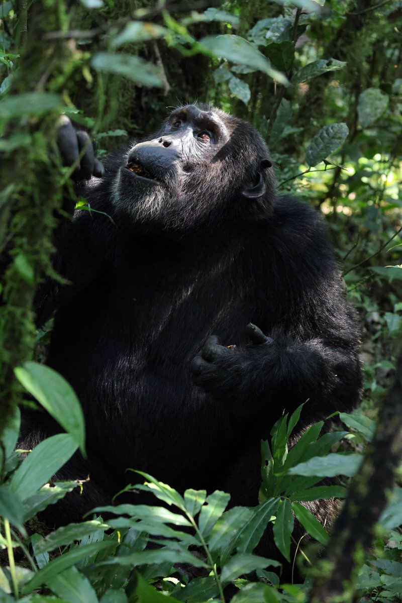 Chimps up close in Uganda