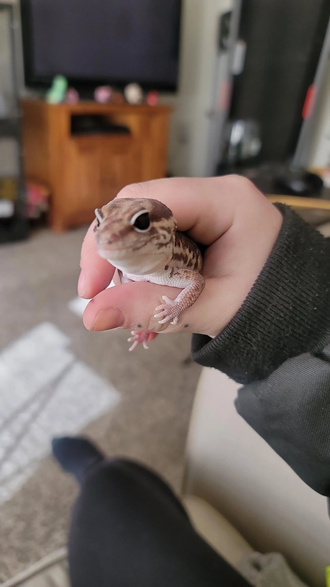oAnimalso's tweet photo. Mad boi bite me so hard because I was trying to check his mouth since he hasn't been eating, I'm just trying to care for you, think we just need to up his temperature a bit at night since it's been getting so cold #africanfattailgecko #leopardgecko #gecko #lizard #petlover https://t.co/7HCt7Ox5Wx