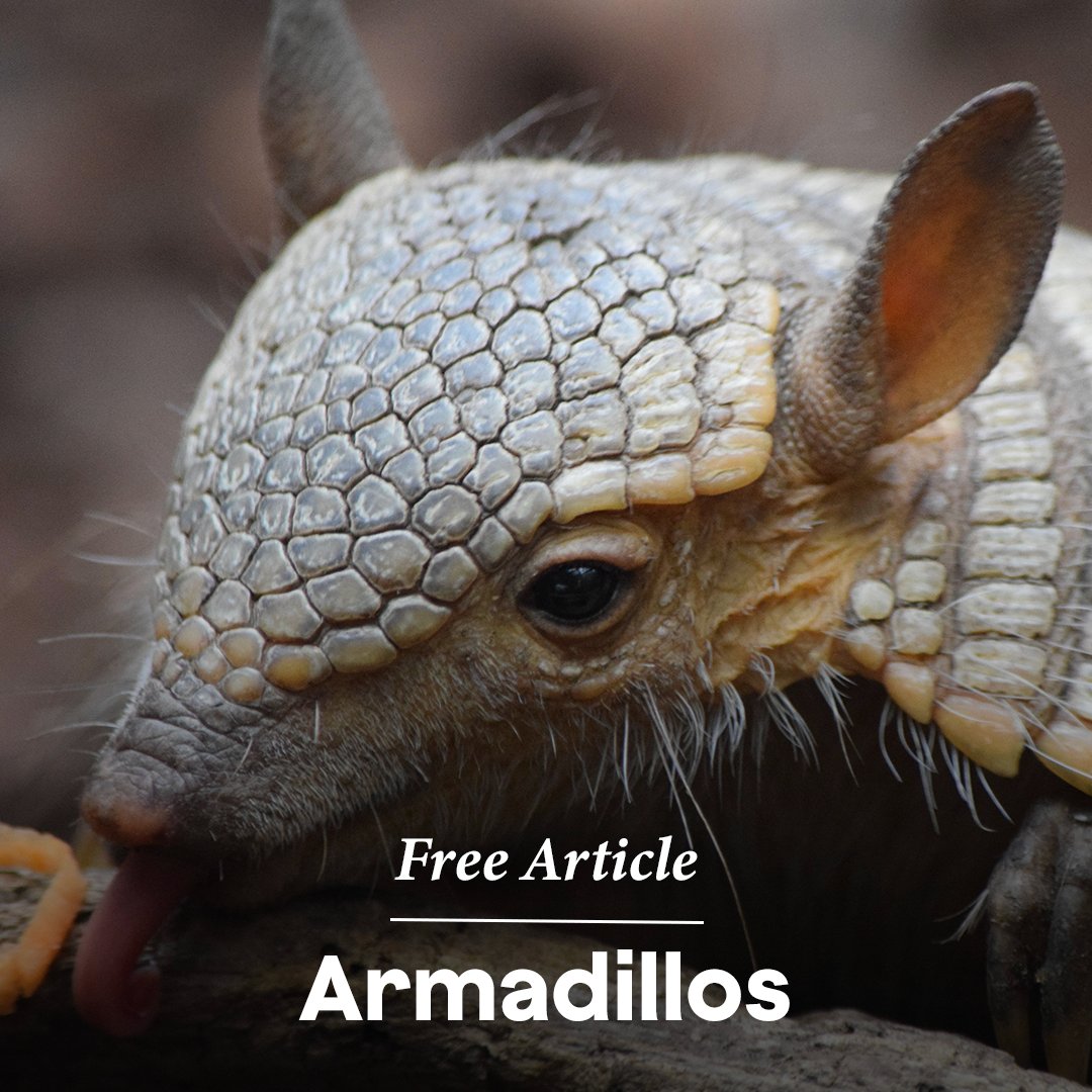 KIDS_DISCOVER's tweet image. #Armadillos are the only #mammals to have bony plates covering their back, head, legs, and tail. The plates are like protective #armor. In fact, the word armadillo is Spanish for “little armored one.”

Learn all about them here: online.kidsdiscover.com/unit/standalon…