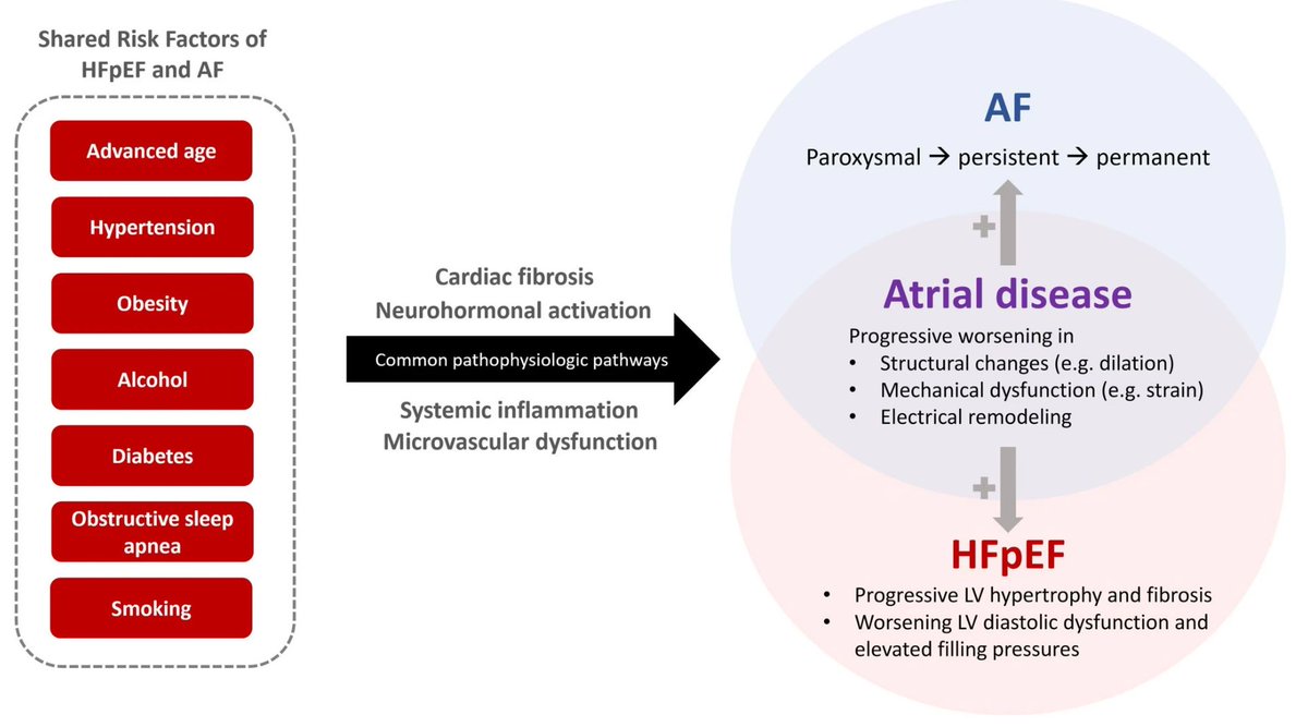 Mark Kittipibul MD (@vkittipibul) on Twitter photo Check out our review on HFpEF & AF focusing on pathophysio and diagnosis interplay in #HREV upcoming HFpEF series!
link.springer.com/article/10.100…
Grateful to <a href="/lamcardio/">Carolyn Lam</a> for this incredible opportunity and guidance.
<a href="/KPHeartDoc/">Andrew P. Ambrosy, MD, MPH</a> <a href="/JLHarrington_MD/">Josephine Harrington, MD</a> <a href="/ambarish4786/">ambarish</a> <a href="/FudimMarat/">Marat Fudim, MD MHS</a> Check out our review on HFpEF & AF focusing on pathophysio and diagnosis interplay in #HREV upcoming HFpEF series!
link.springer.com/article/10.100…
Grateful to <a href="/lamcardio/">Carolyn Lam</a> for this incredible opportunity and guidance.
<a href="/KPHeartDoc/">Andrew P. Ambrosy, MD, MPH</a> <a href="/JLHarrington_MD/">Josephine Harrington, MD</a> <a href="/ambarish4786/">ambarish</a> <a href="/FudimMarat/">Marat Fudim, MD MHS</a>