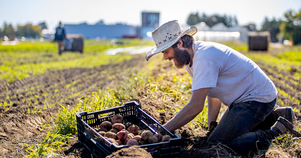 Institut national d’agriculture biologique (INAB) du Cégep de Victoriaville
40 % de la production agricole de l’INAB redistribuée à la population locale
lescegeps.com/nouvelles/2025…