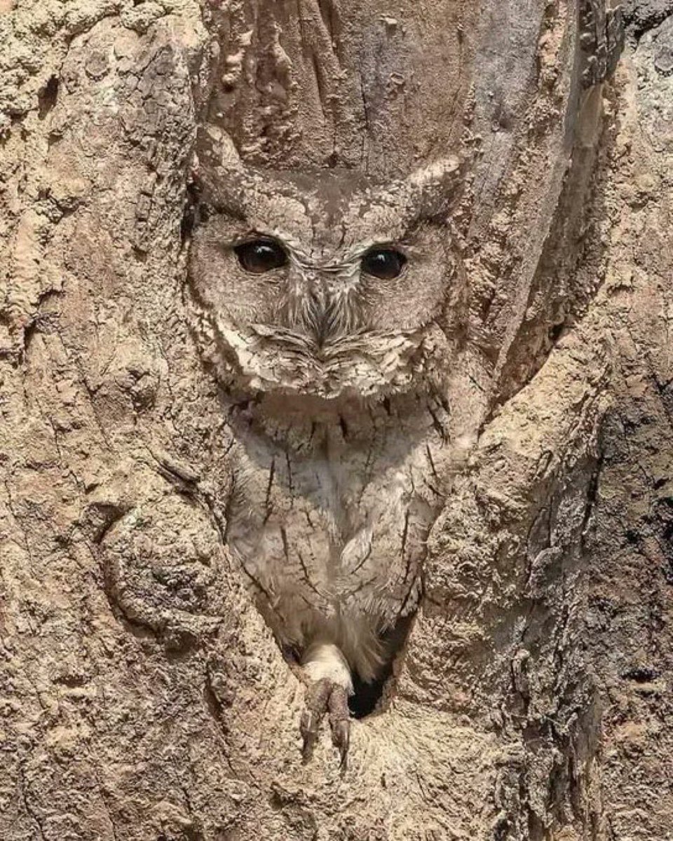 8. Baykuşun eviyle olan uyumu.