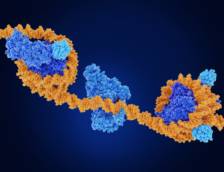 Scientists have uncovered how a protein named IRF1 supports the reprogramming of #macrophages to tune the innate immune response, which could inform efforts to predict or alter the functions of these immune cells. <a href="/scisignal/">Science Signaling</a> scim.ag/4jiBRBH