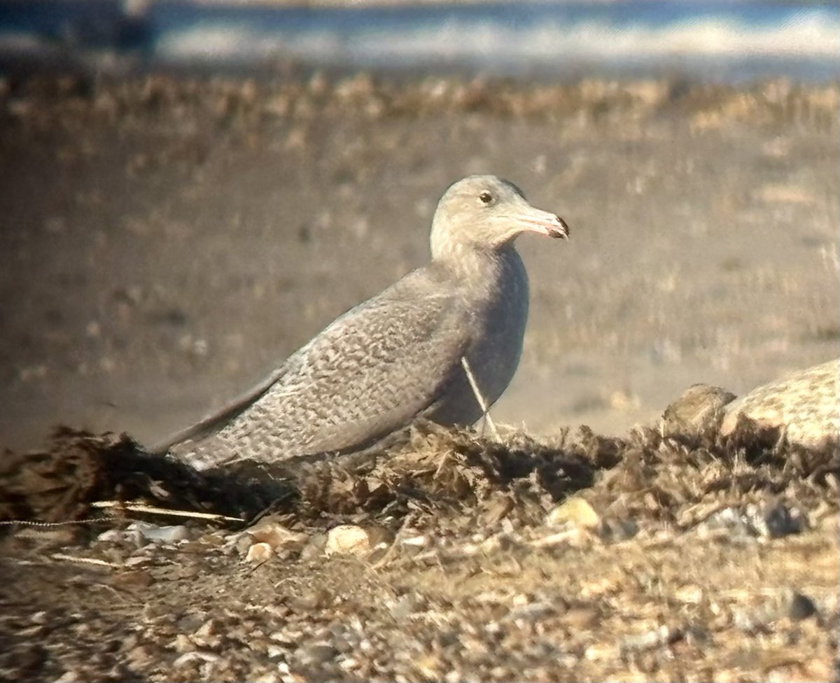 AlanDaviesbirds's tweet photo. After a long absence the return of our Bird Blog! Please see https://t.co/QyQUX8TwQp
will try much harder to up date it in 2025 promise. Two blogs posted today. #birding #birdwatching #birdblog #blog #birds https://t.co/Q5R4UxNVNK