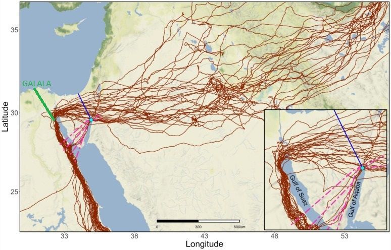 NEW PAPER in #ornithology quantifies the proportion of migrating #raptors observable in Eilat and <a href="/BatumiRaptors/">Batumi Raptor Count</a> and shows that Steppe #Eagles on spring migration would be better counted at Galala in Egypt: buff.ly/4au5dce