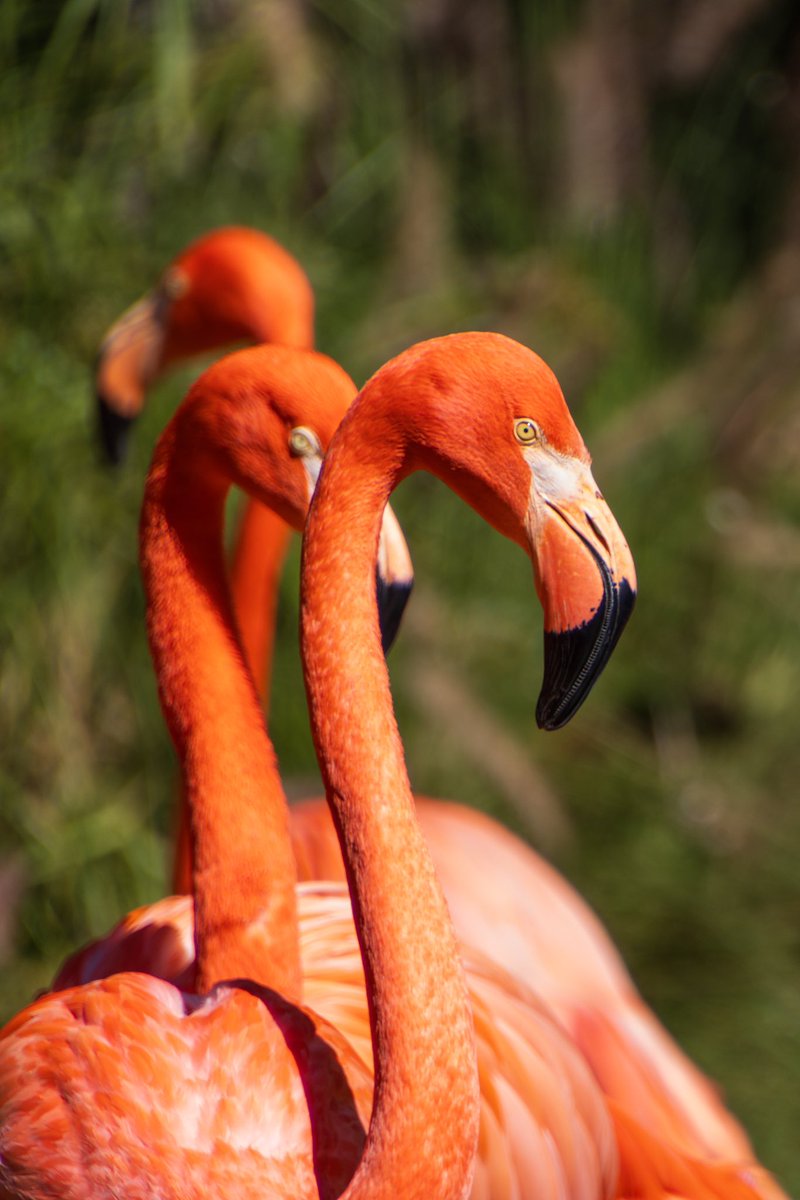 #zoophotography