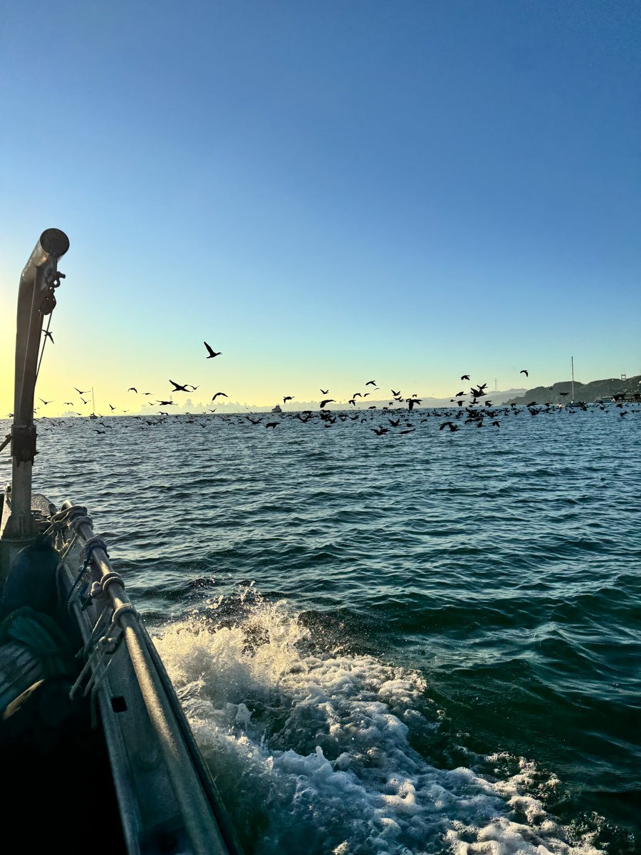 RBRAgency's tweet photo. Scenes from the water! Here's the morning flight of the cormorants! https://t.co/wLnpIL2WtR