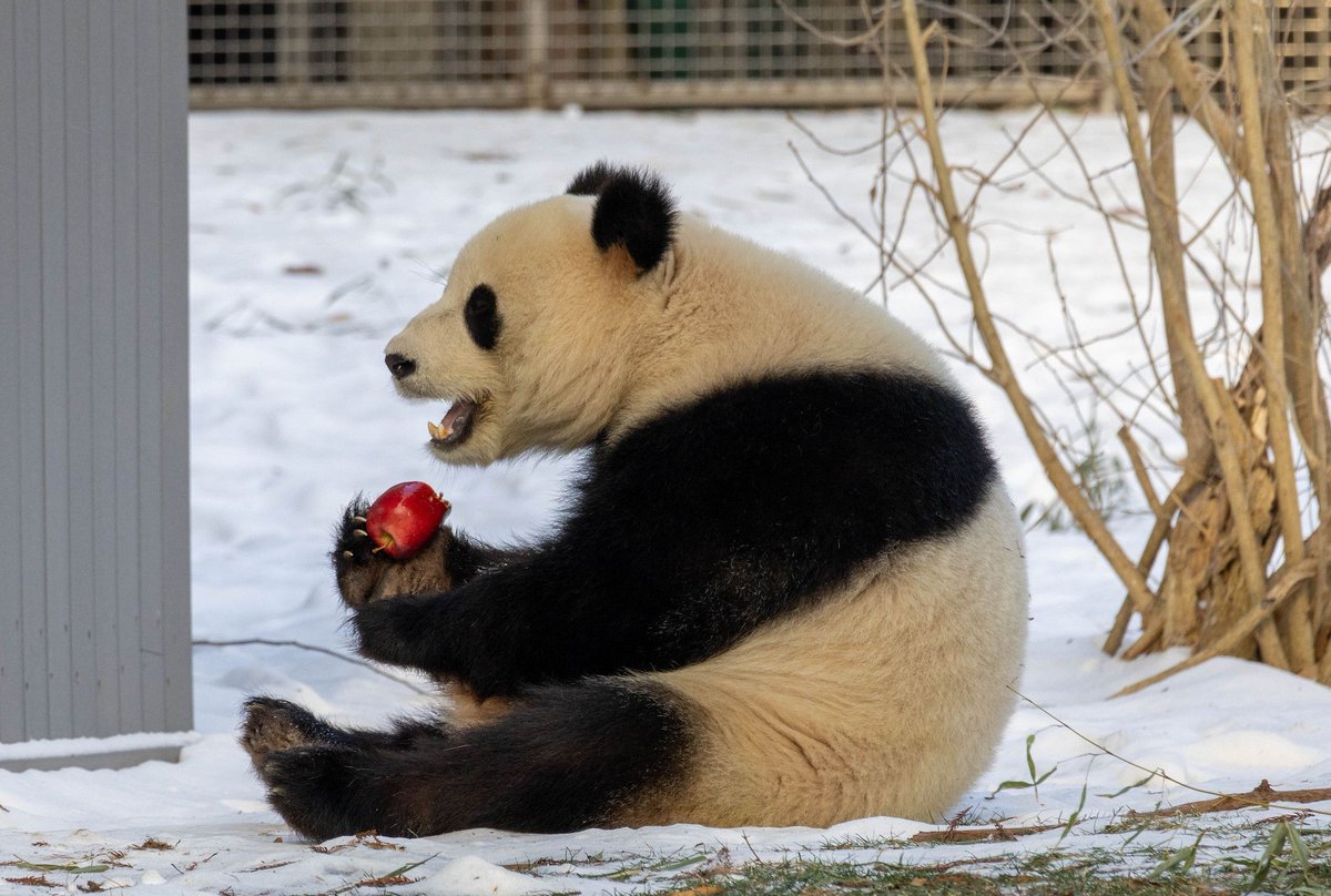 washingtonian's tweet photo. A bear-y warm welcome to Washington’s new pandas, Bao Li and Qing Bao, who made their long-awaited public debut at the National Zoo this morning. https://t.co/5ryU2rPesa
