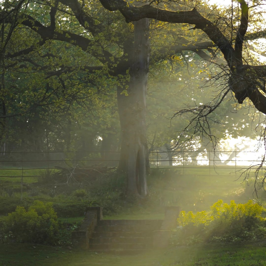 In the ancient woodland of Ufton Court, sunlight streams through the trees, creating a moment of quiet magic. For many children, a stay here is their first chance to experience nature’s surprises—from spotting deer to hearing birdsong up close.

uftoncourt.org.uk/ufton-outdoors