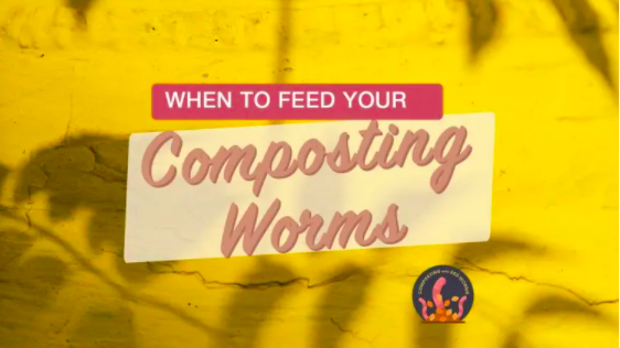 CompostingWorm's tweet image. Many beginners ask, "how often should I feed my worms?" Today we answer that question!
compostingwithredworms.com/often-feed-wor…