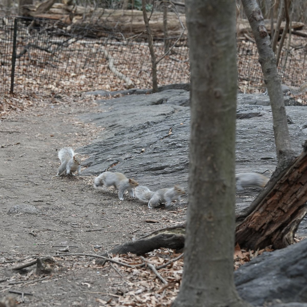 fuzzy_squirrels's tweet photo. Ready, set, go!  Happy Friday! https://t.co/lU4W1BiRpp