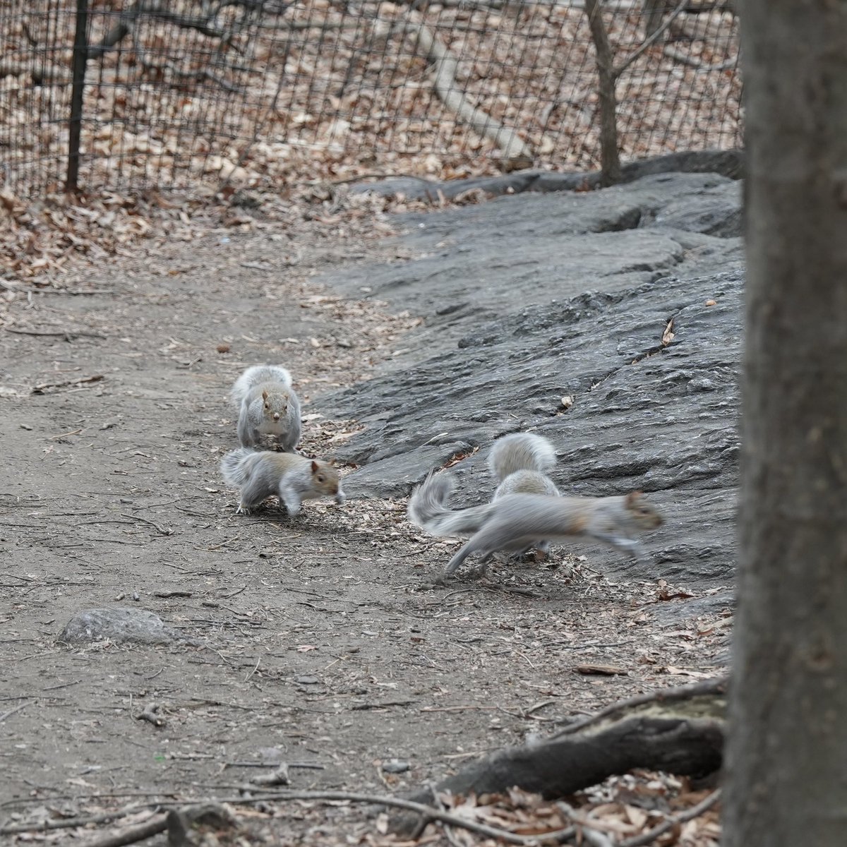 fuzzy_squirrels's tweet photo. Ready, set, go!  Happy Friday! https://t.co/lU4W1BiRpp