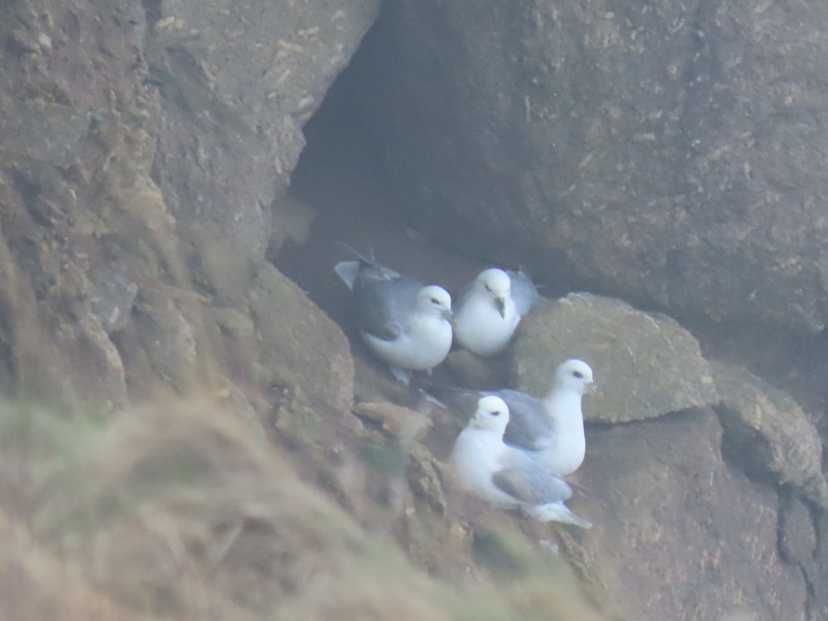 bevw131's tweet photo. Choughs and Fulmars on the coast path between Sennen Cove and Lands End @peter_maugham @CornwallBrdNews @CBWPS1 #BirdsSeenIn2025 https://t.co/txQ4r70HVt
